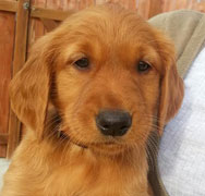 Max, a SkyRiver Golden Retriever