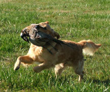 Pow completes a pheasant retrieve