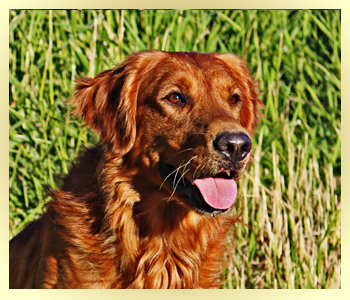 Roger is the sire for this litter of Golden Retriever puppies