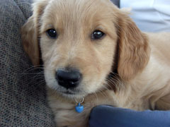 Dusty, age 7 weeks