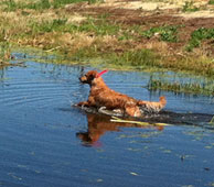 Fendi, a gorgeous Golden Retriever girl with a Junior Hunter title