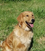 Fendi, a gorgeous Golden Retriever girl with a Junior Hunter title