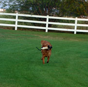 Flip, a SkyRiver Golden Retriever