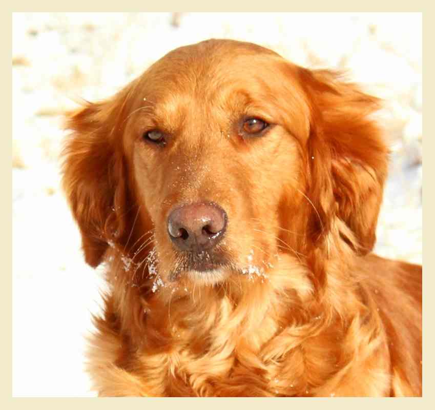 Fringe, a SkyRiver Golden Retriever