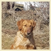 Pow after his pheasant hunt