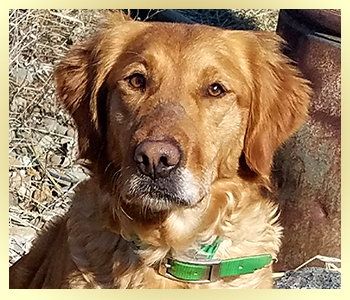 Gypsy, a SkyRiver Golden Retriever