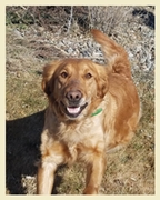 Pow completes a pheasant retrieve