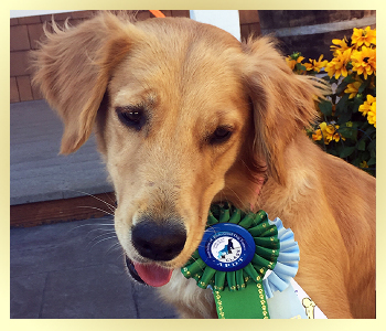 Kimber, a SkyRiver Golden Retriever Girl