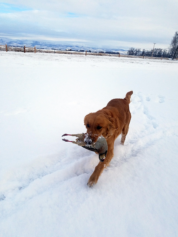 Elcie running retrieve