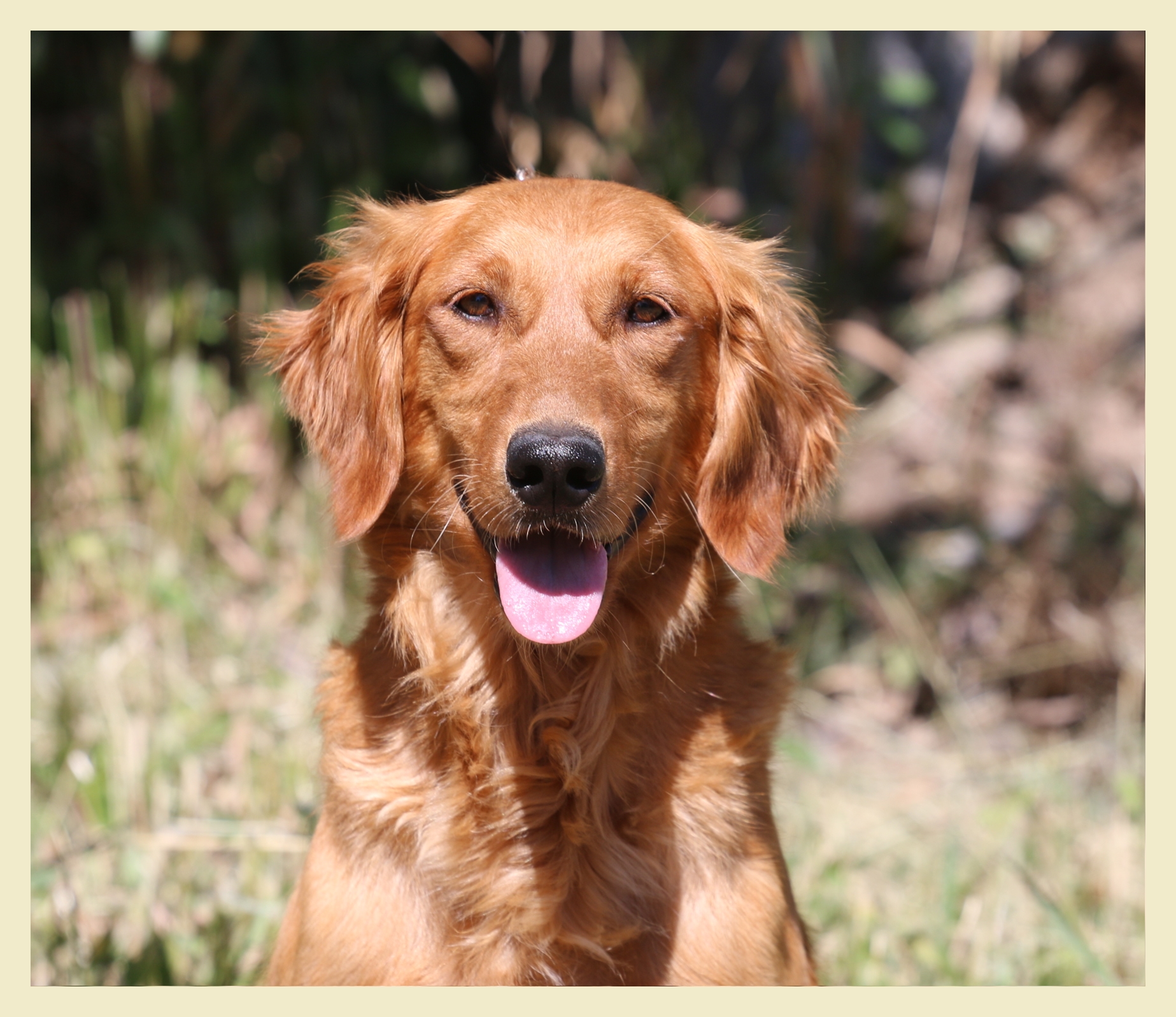 Rev, a SkyRiver Golden