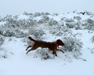 Sassy upland hunting