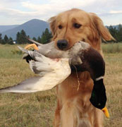Zoe goes duck hunting