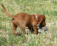 Field Bred Golden Retriever Puppies and Training