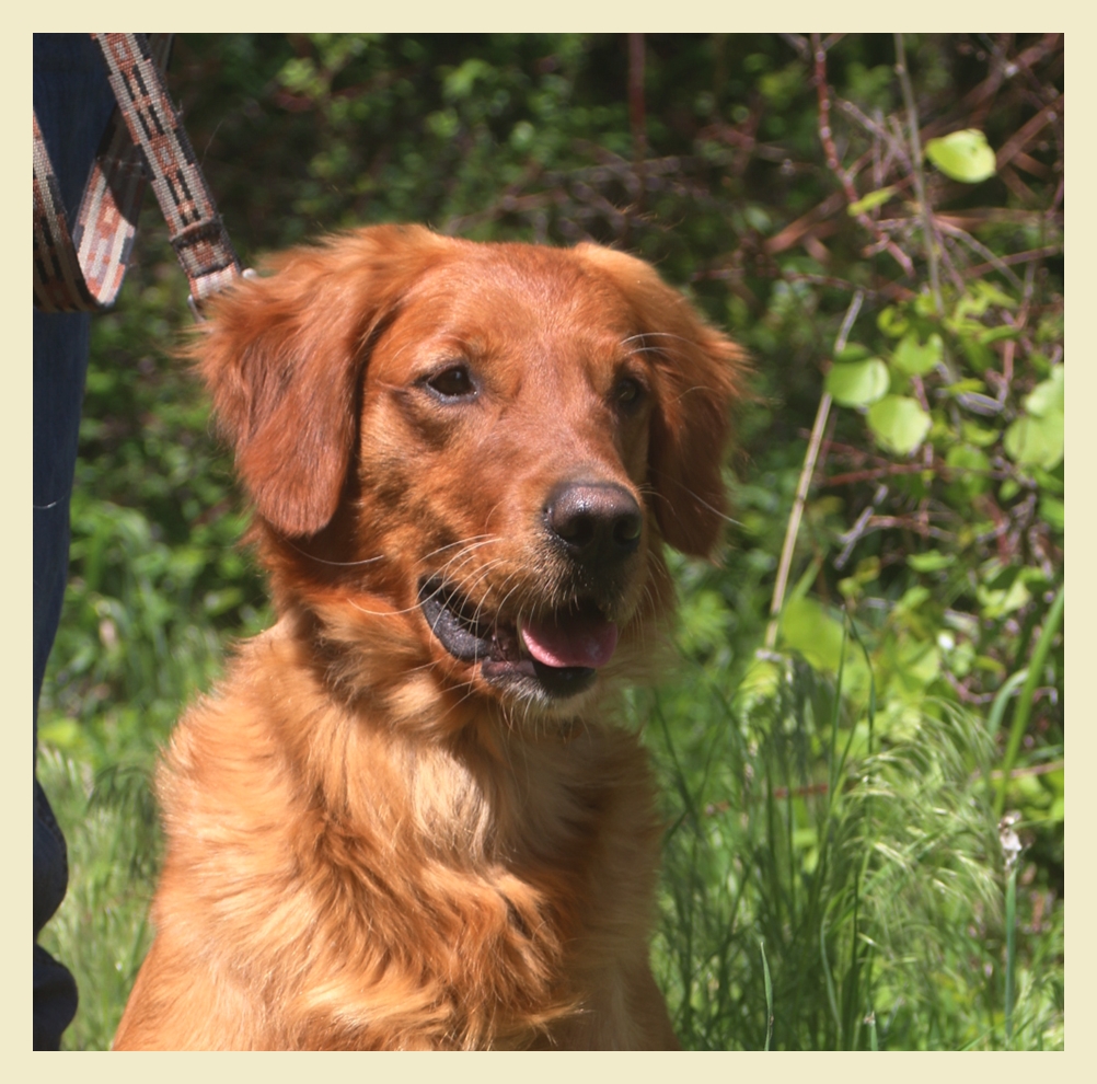 Camper is the sire for this litter of Golden Retriever puppies